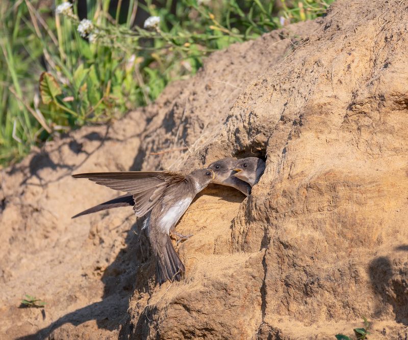 птица, ласточка береговушка, птенцы, Береговушка и птенцы. фото превью