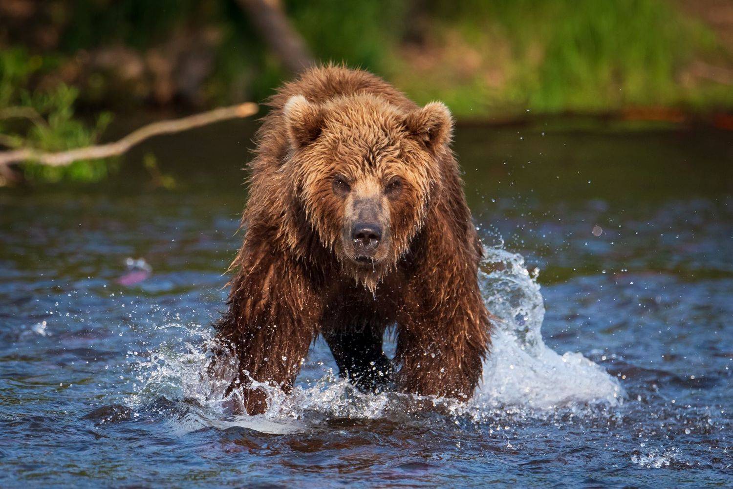 камчатка, медведь, рыбалка, улов, Татьяна Степанова