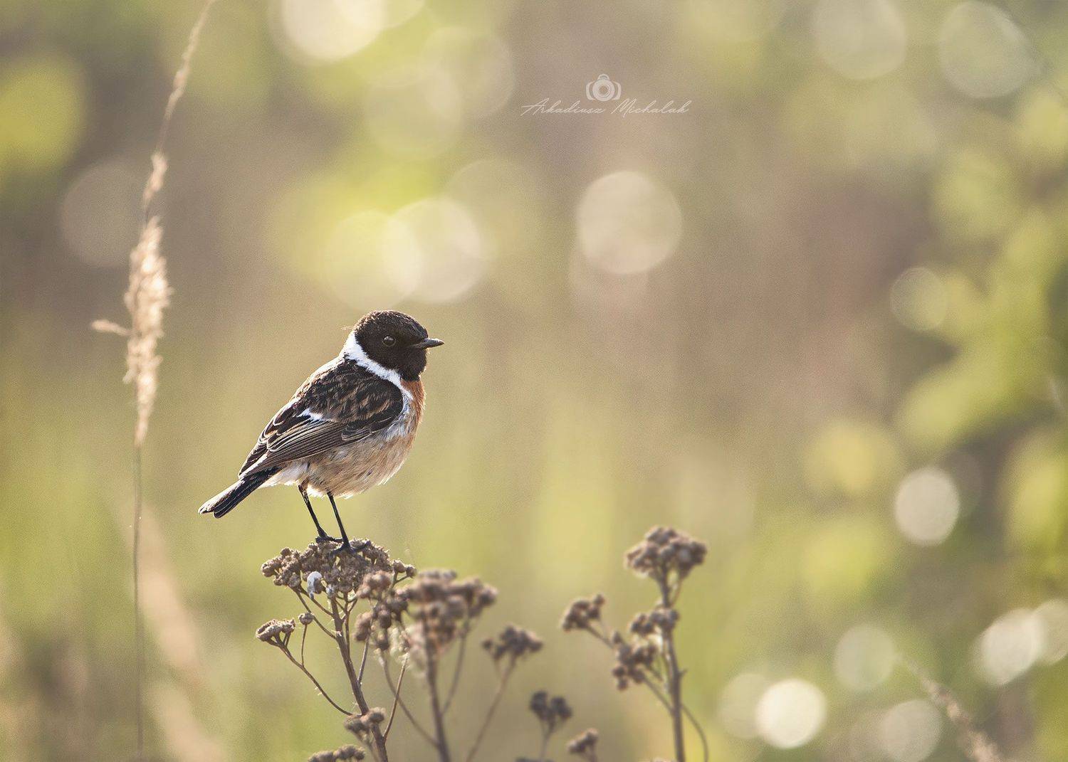 , Arkadiusz Michalak