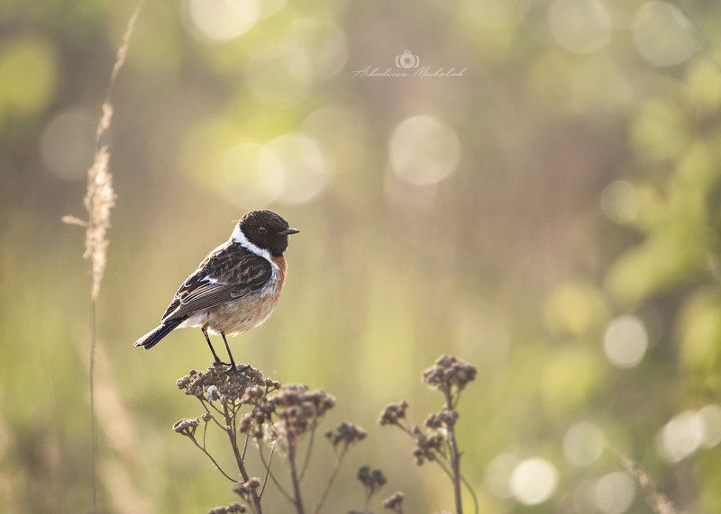 Kląskawka фото превью
