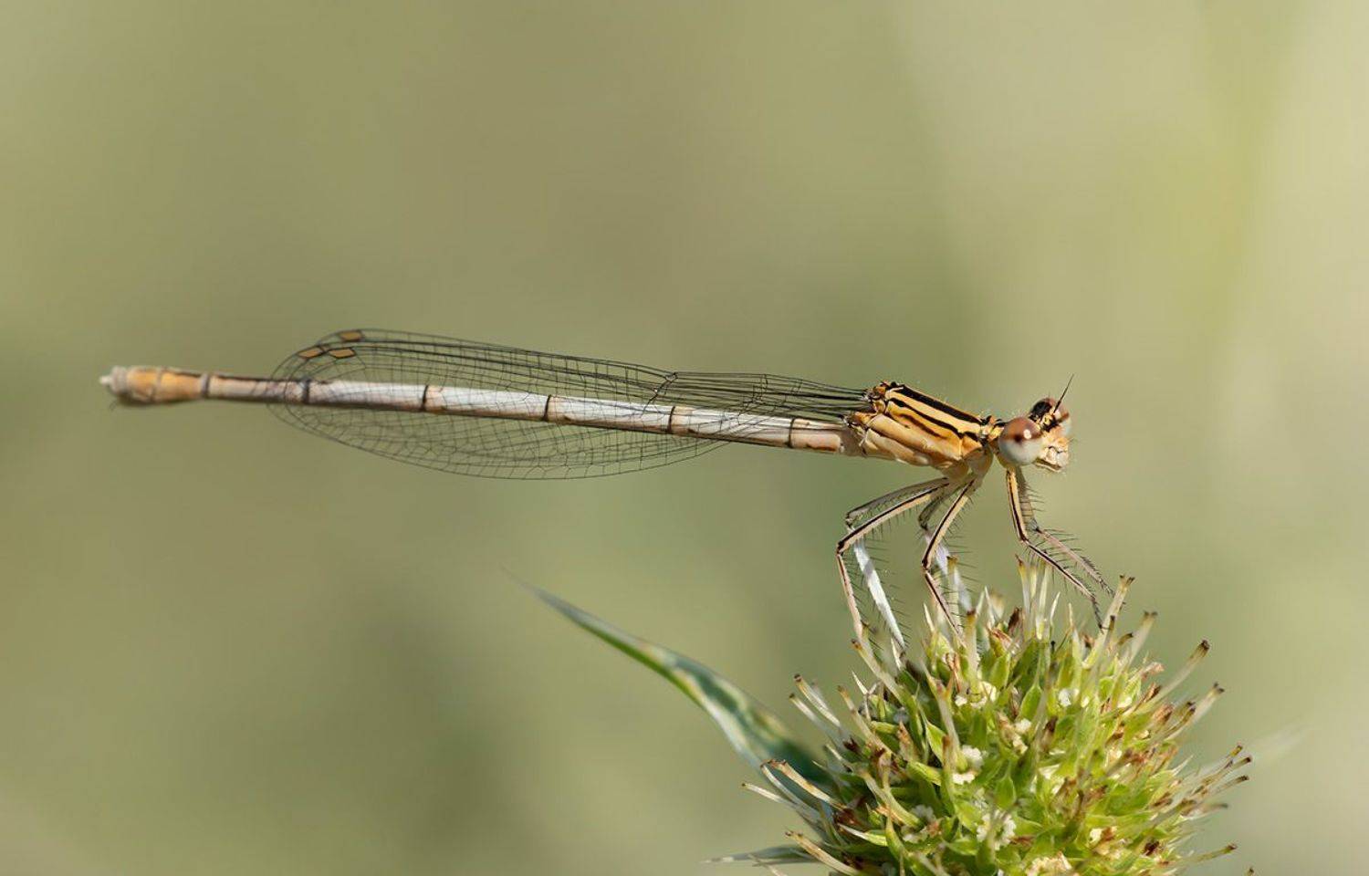 , Александр Земляной