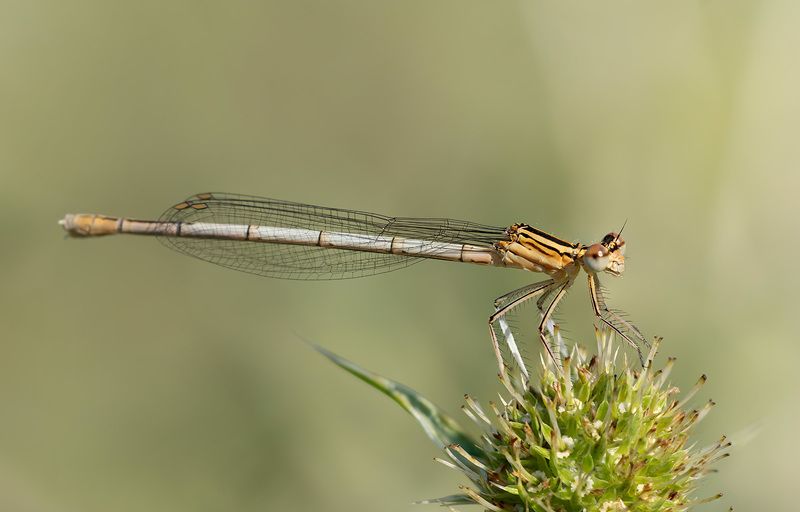 Августовский вечер фото превью