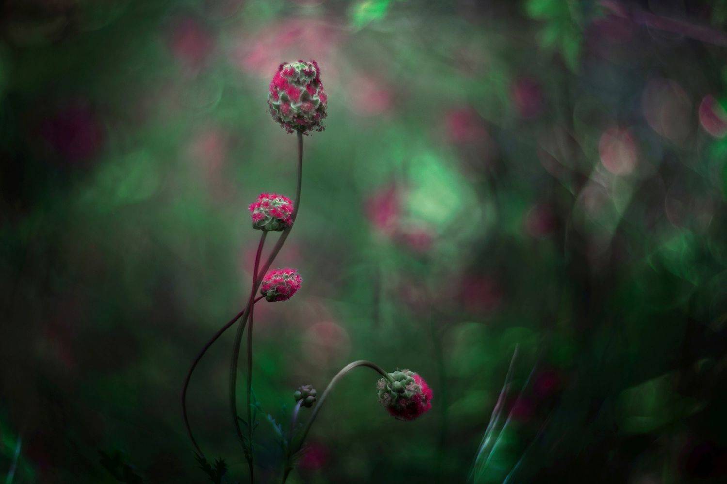 nature,nikon,flower,orange,purple,bokeh,purple,red,violet,dark,light,bokeh,zenit,helios,, Борислав Алексиев