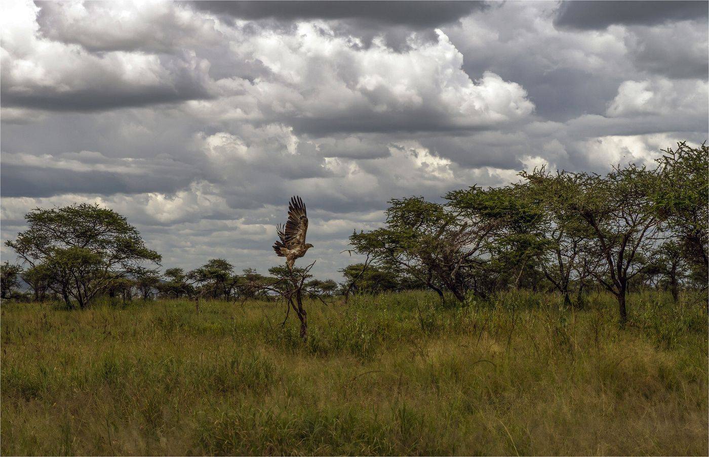 серенгети,танзания, Валентина Булкина
