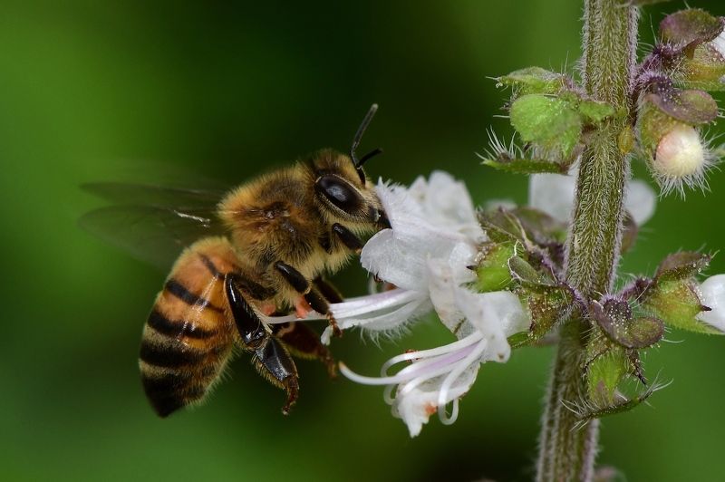 denis moura, mogi das cruzes, brasil, bee Abelha фото превью
