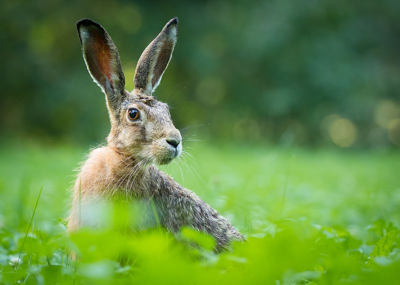 Hare фото превью