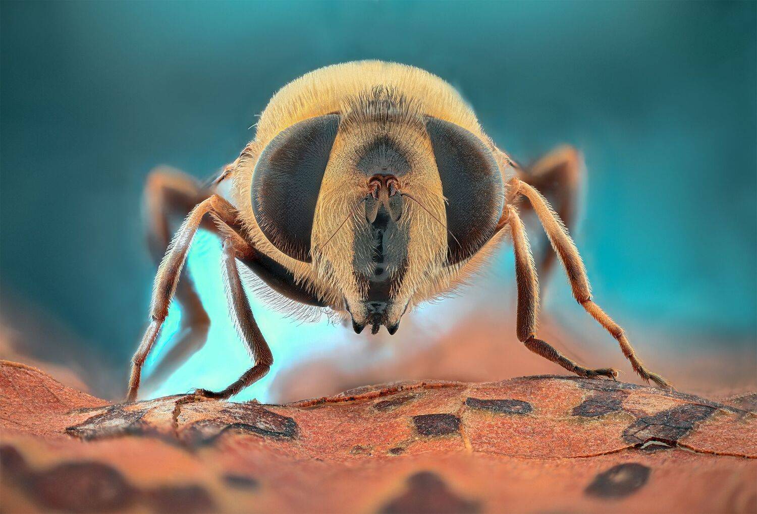 ceclii, macro, lomo 3.7, Tsvetan Ganev