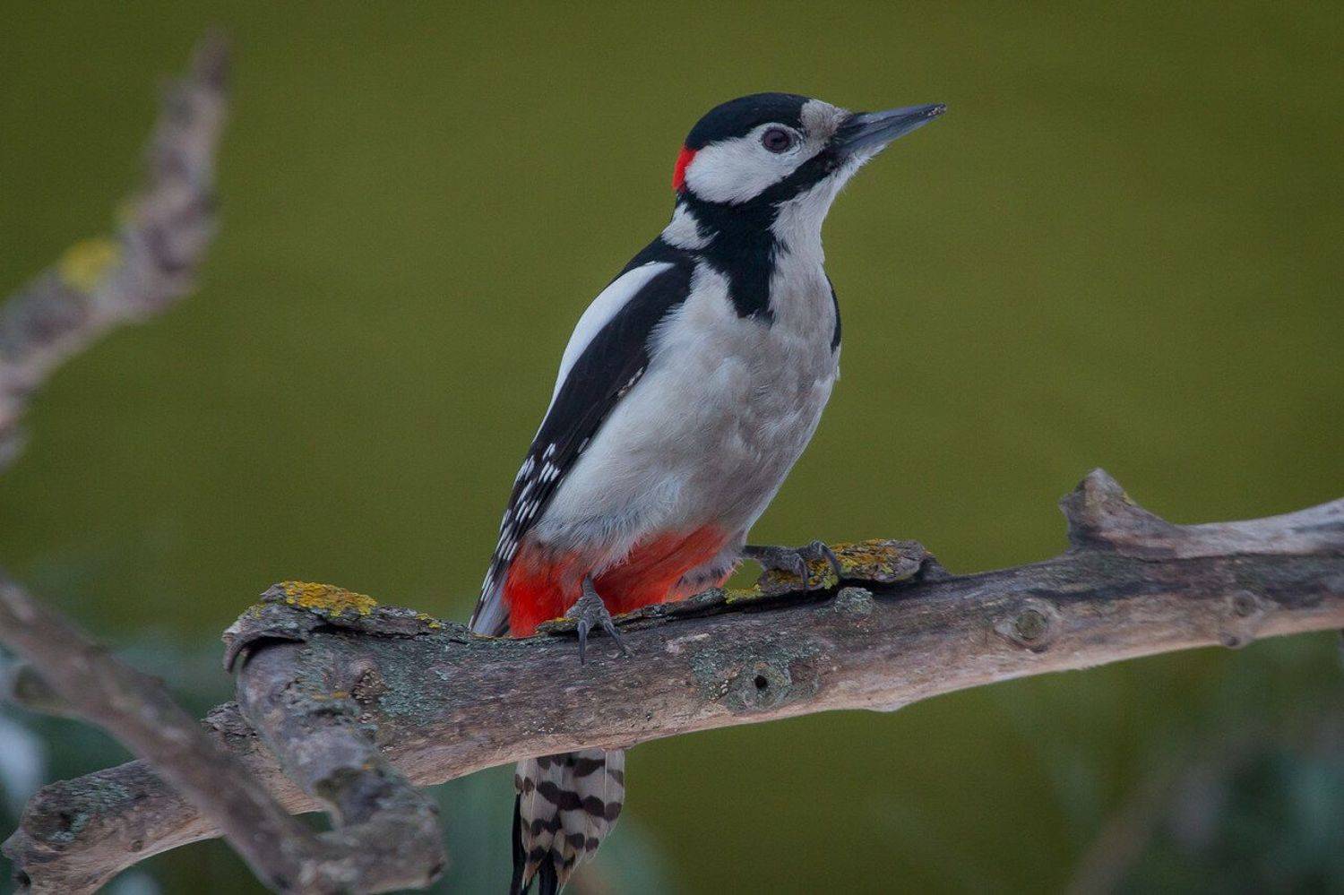 птицы, дятел, wildlife, birds, great spotted woodpecker, Алексей Юденков