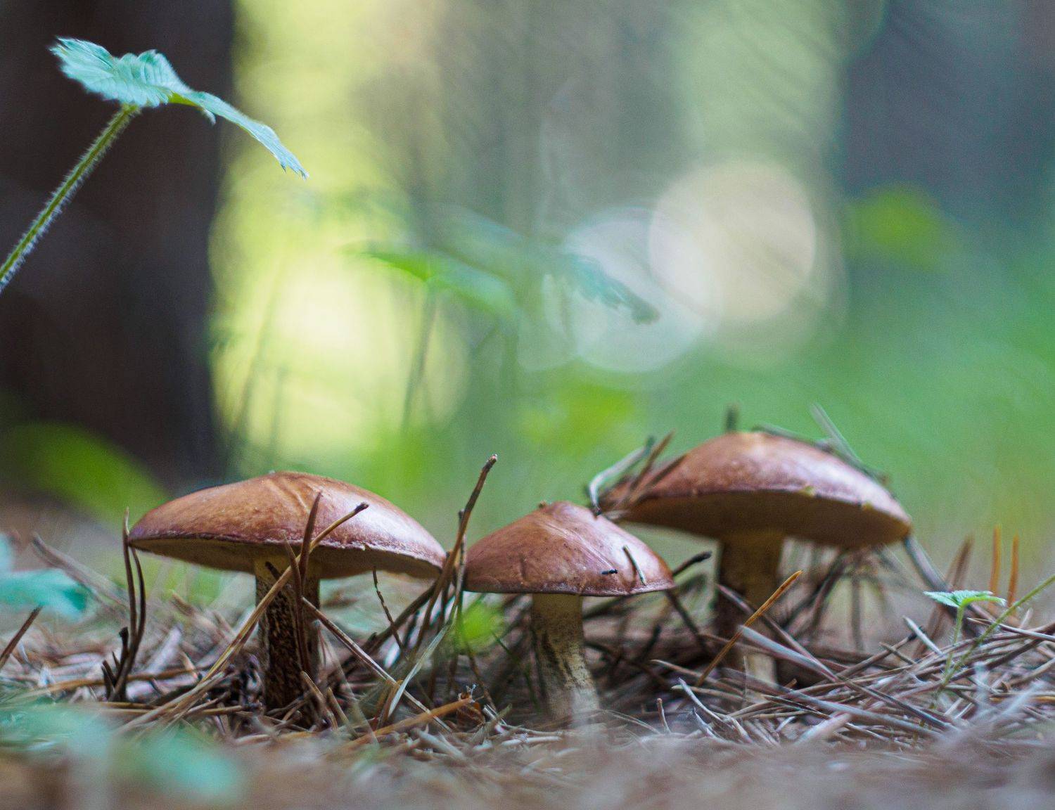 , Лариса Лофицкая