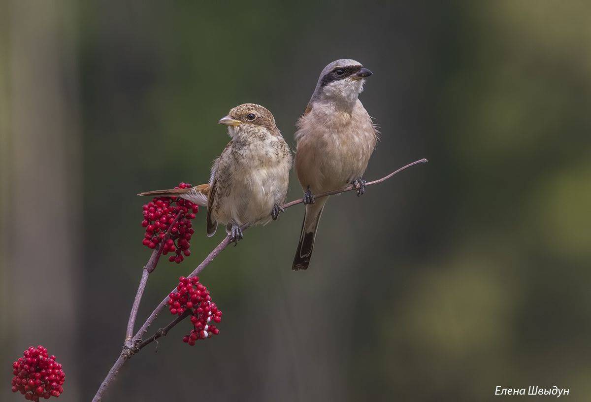 bird of prey, animal, birds, bird,  animal wildlife,  nature,  animals in the wild, жулан, обыкновенный жулан, red backed shrike, Елена Швыдун