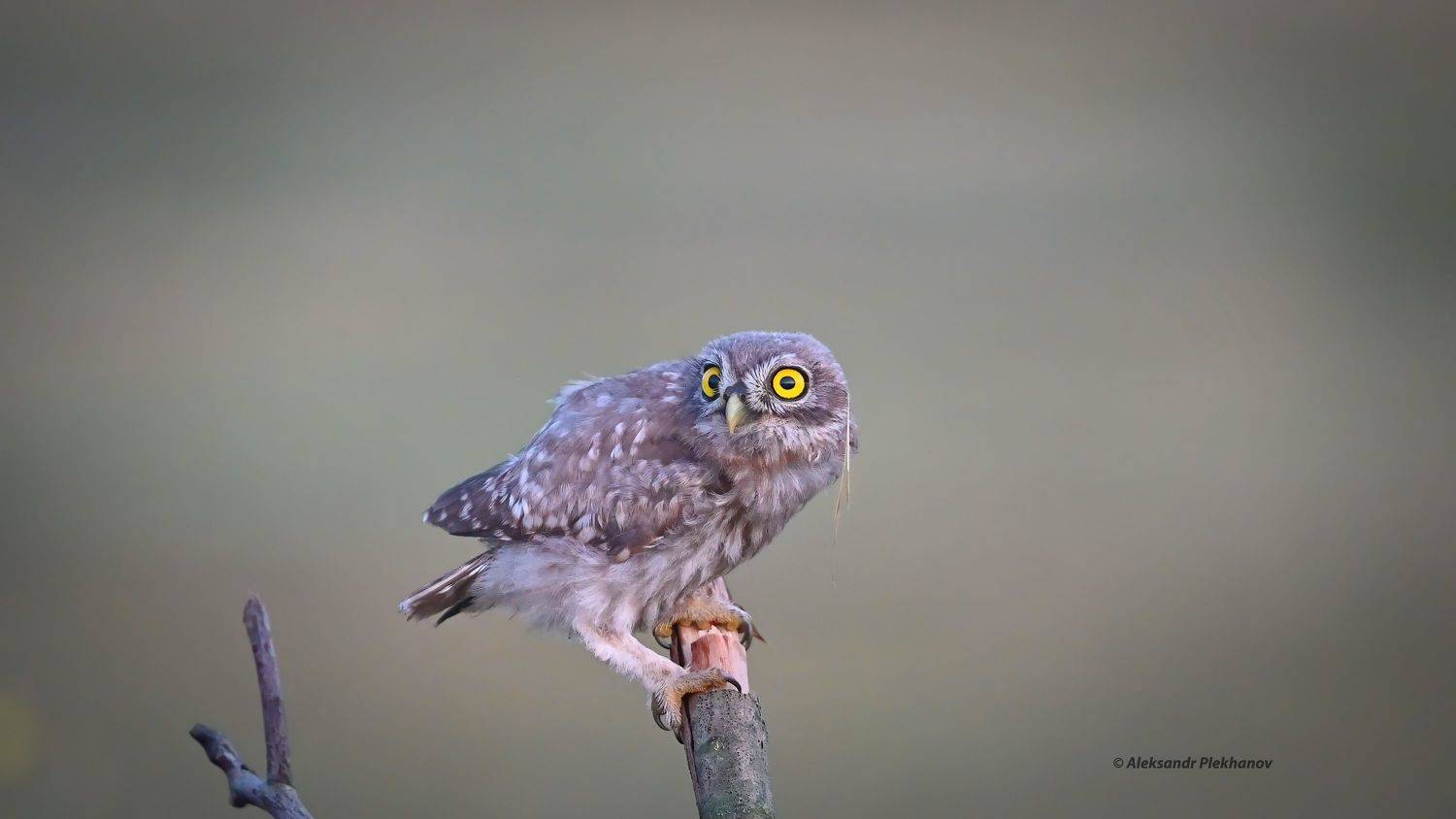 wildlife, Alexander Plekhanov