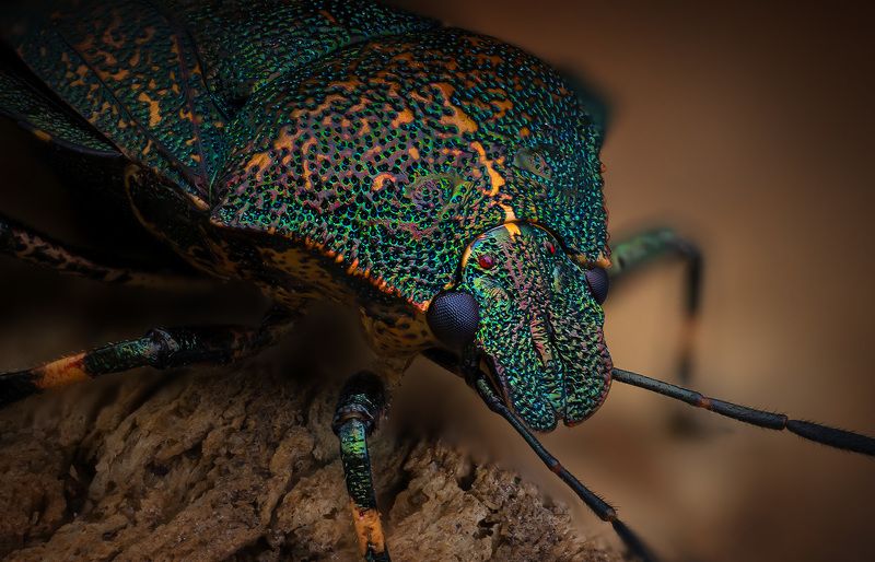 Jalla dumosa фото превью