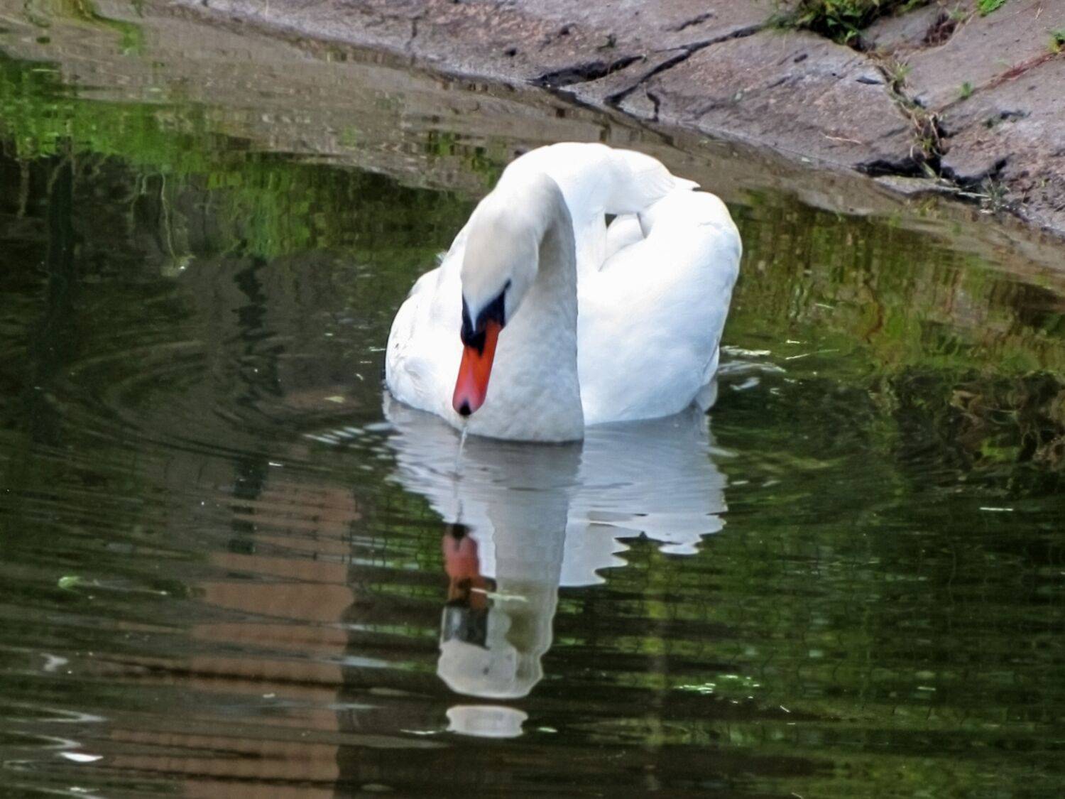 aquatic animal themes,wildlife,animal swimming,wavy,no people,nature water,birds high,outdoor view,duck,Nature,Water,Animal Wildlife,Bird,Animals In The Wild,Outdoors,Lake,Photography,Swan,Swimming,Animal,Water Birds,Day,Reflection, DZINTRA REGINA JANSONE