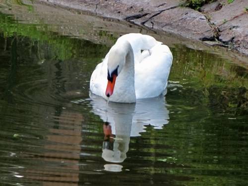 WHITE swans in the blue pond water - a bird, animals in the wild