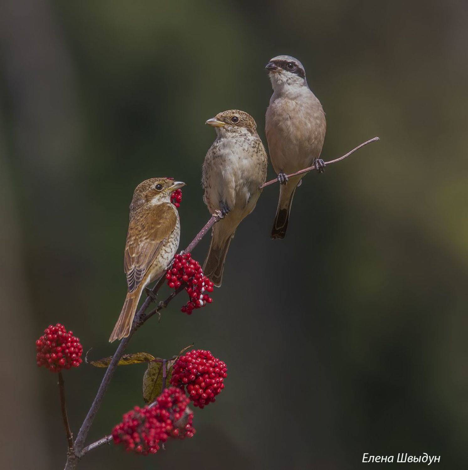 bird of prey, animal, birds, bird,  animal wildlife,  nature,  animals in the wild, жулан, обыкновенный жулан, red backed shrike, Елена Швыдун