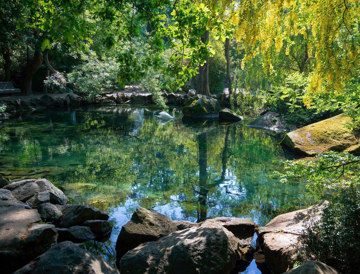 озеро, лебедь, Алексей Рыльский