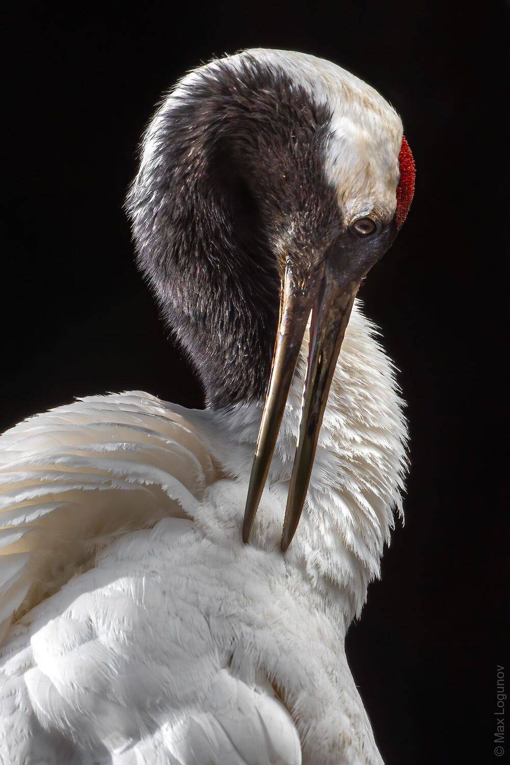 японский журавль, Логунов Максим