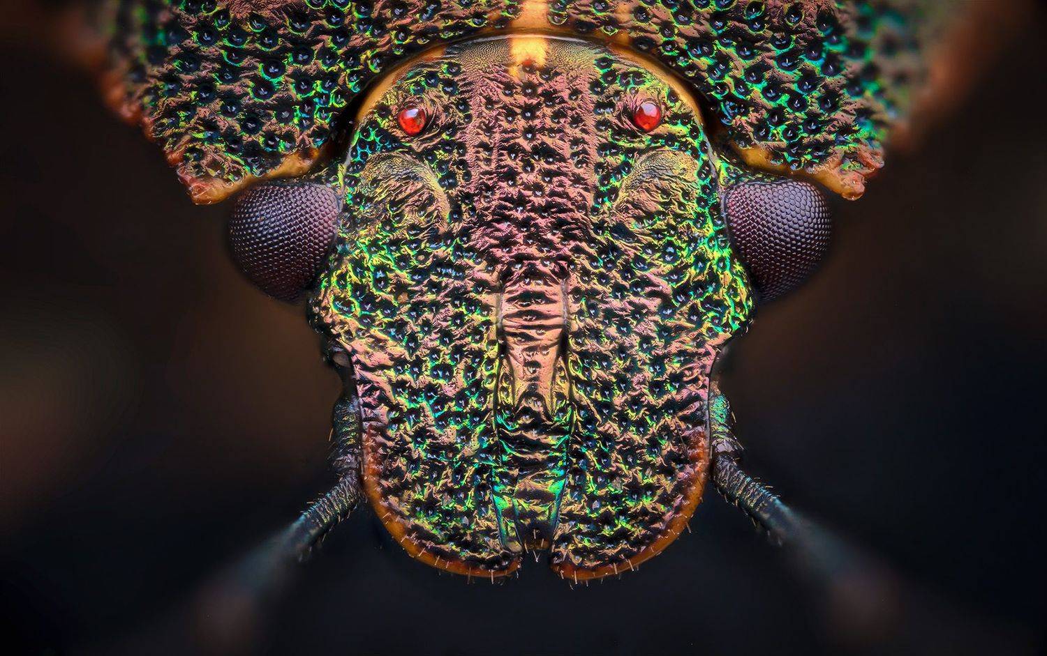 , Eugenijus Kavaliauskas