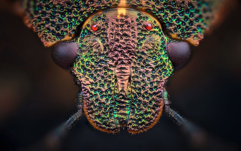 Jalla dumosa фото превью