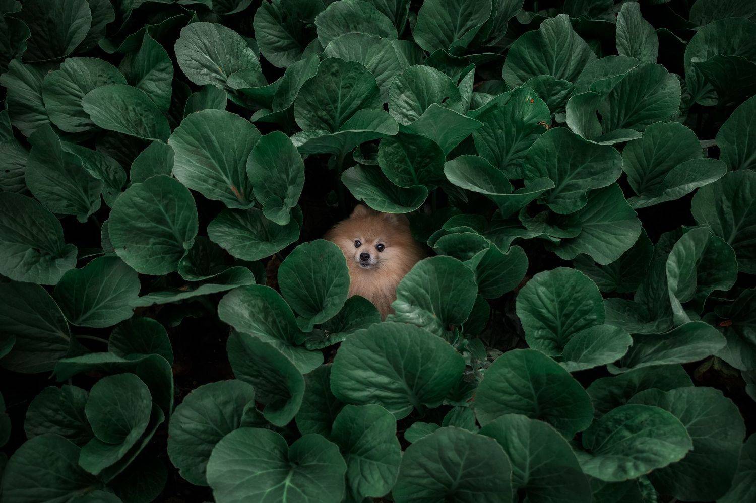 , Marius Gailiu&scaron;is