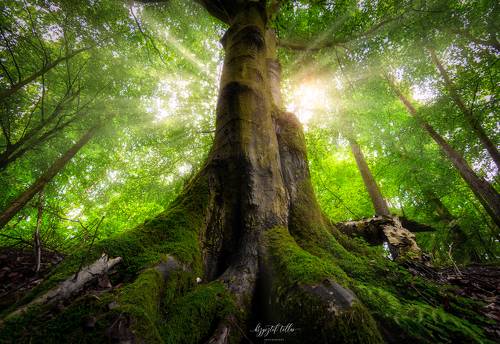 Ranger of the Forest