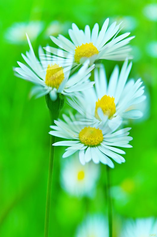 close-up, color, colors, color image, daisy, daisies, flower, flowers, green, macro, marguerite, marguerites, nature, photography, white, Marguerite Daisies фото превью