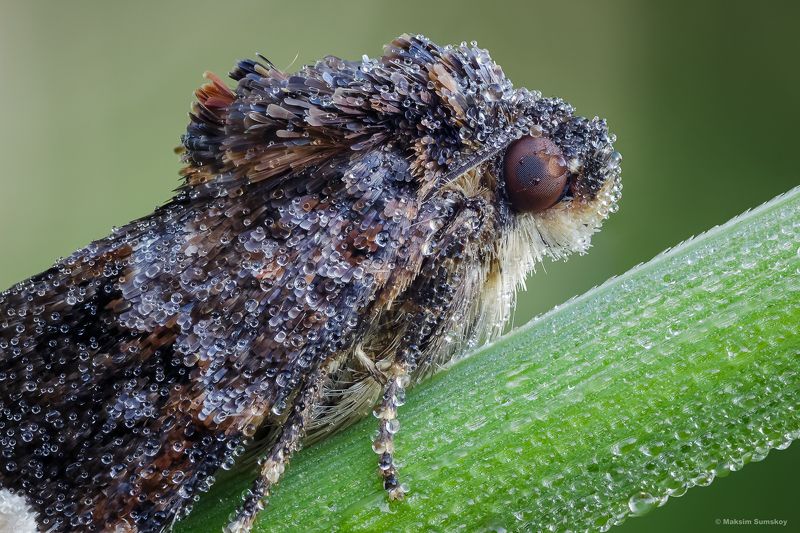 В росе фото превью