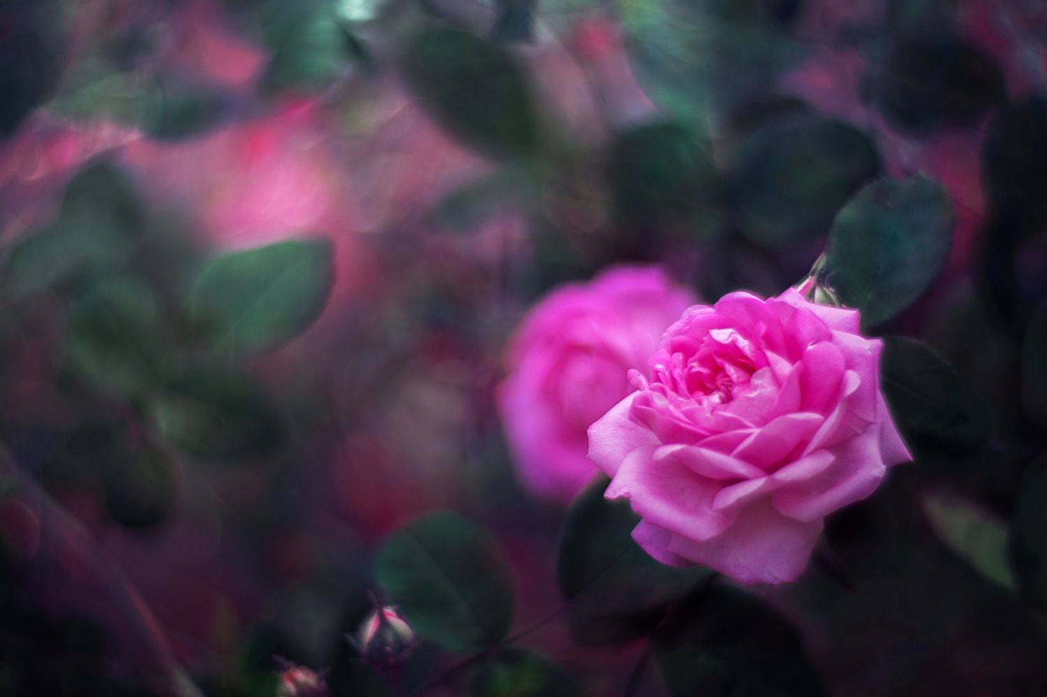 nature,nikon,flower,green,bokeh,pink,violet,dark,light,bokeh,zenit,helios,, Борислав Алексиев