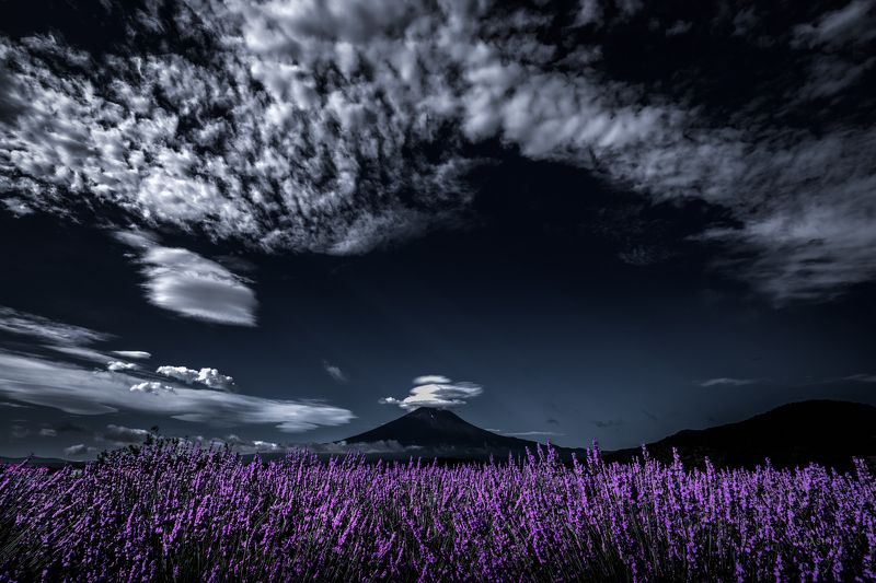 Fuji,Japan,mountain,flower,clouds,lavender,purple Impressive lavender aroma фото превью