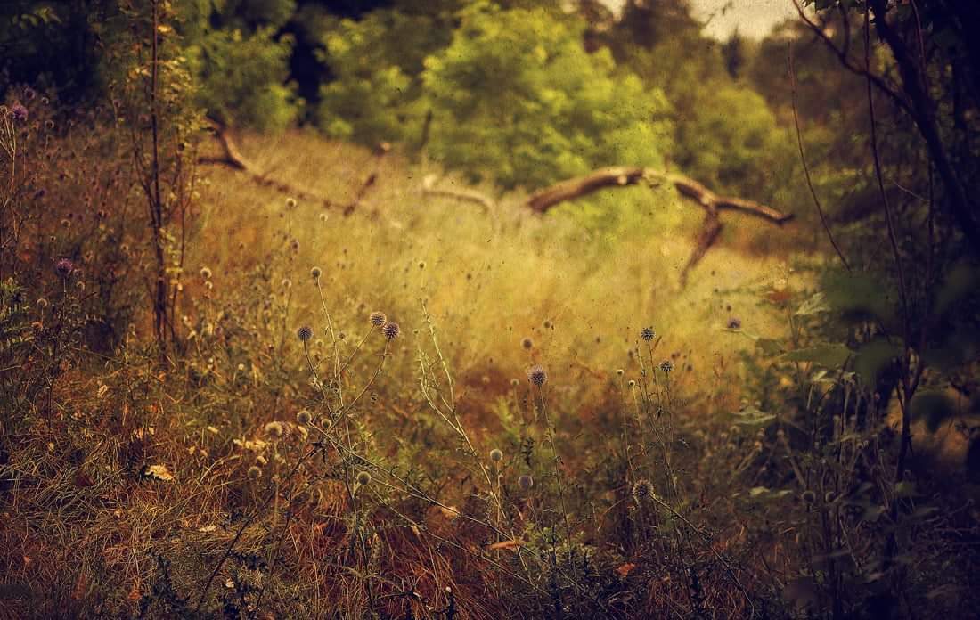 , Александр Хромеев