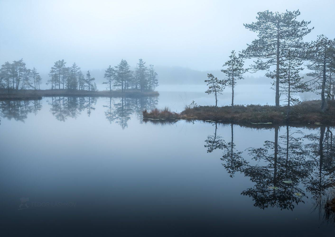 Ленинградская область, рассвет, осень, пасмурно, сосна, озеро, туман, отражение, деревья, берег, серый, стальной, , Лашков Фёдор
