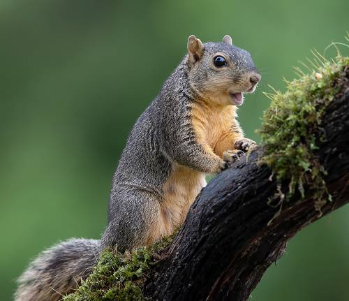 Fox Squirrel - Лисья Белка