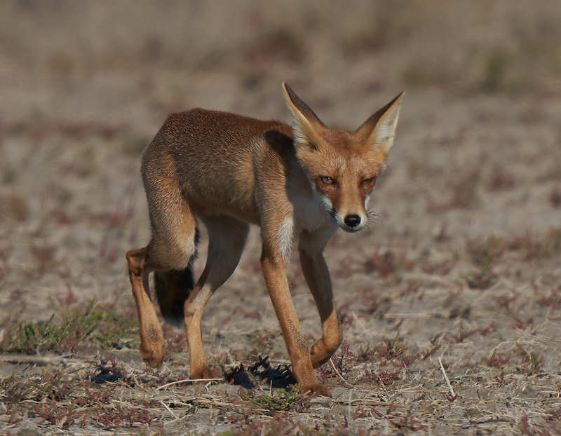 fox,лиса Лиса фото превью
