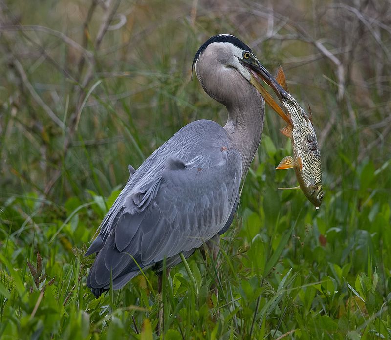 great blue heron, большая голубая цапля, цапля, heron, florida Great Blue Heron - Большая голубая цапля фото превью