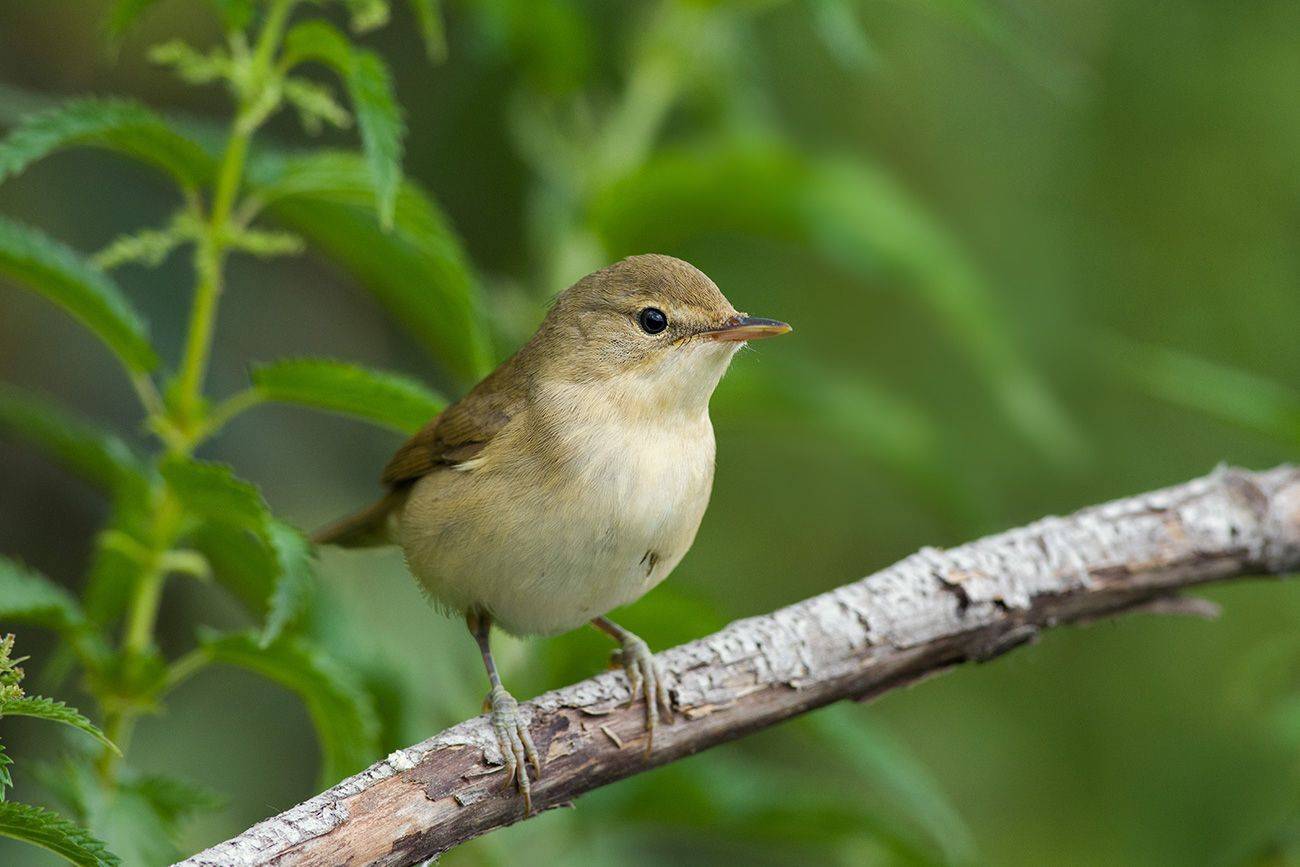 камышовка,болотная,крапива, Иван