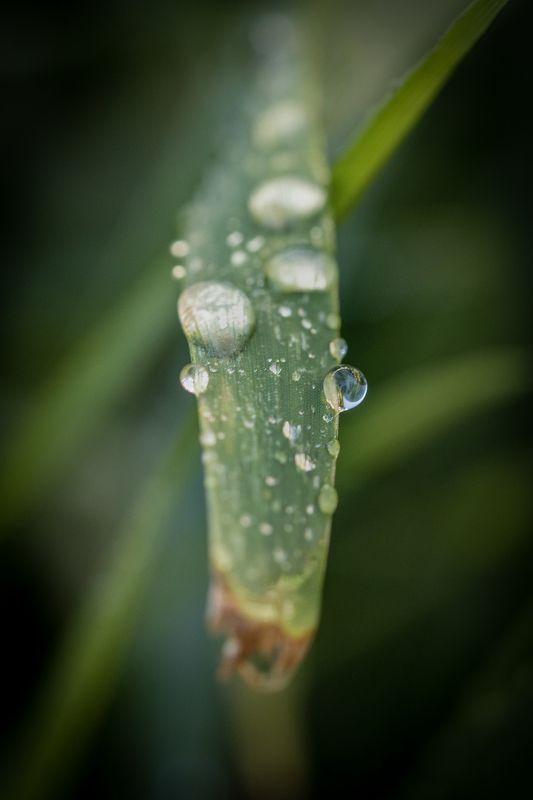 drops, waterdrops, droplets, macro Droplets фото превью