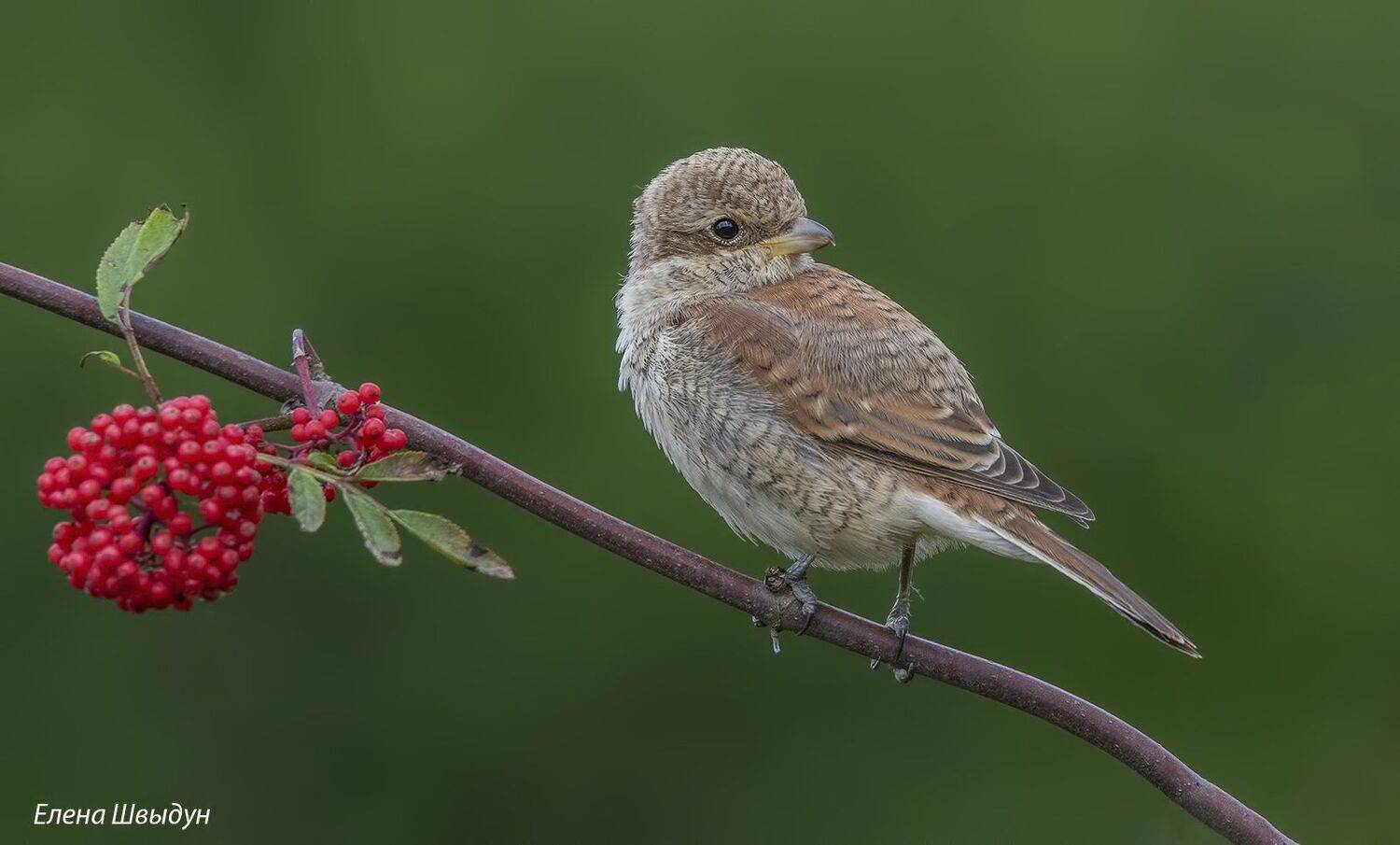 bird of prey, animal, birds, bird,  animal wildlife,  nature,  animals in the wild, жулан, обыкновенный жулан, red backed shrike, Елена Швыдун
