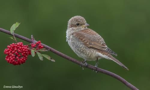Red-backed shrike