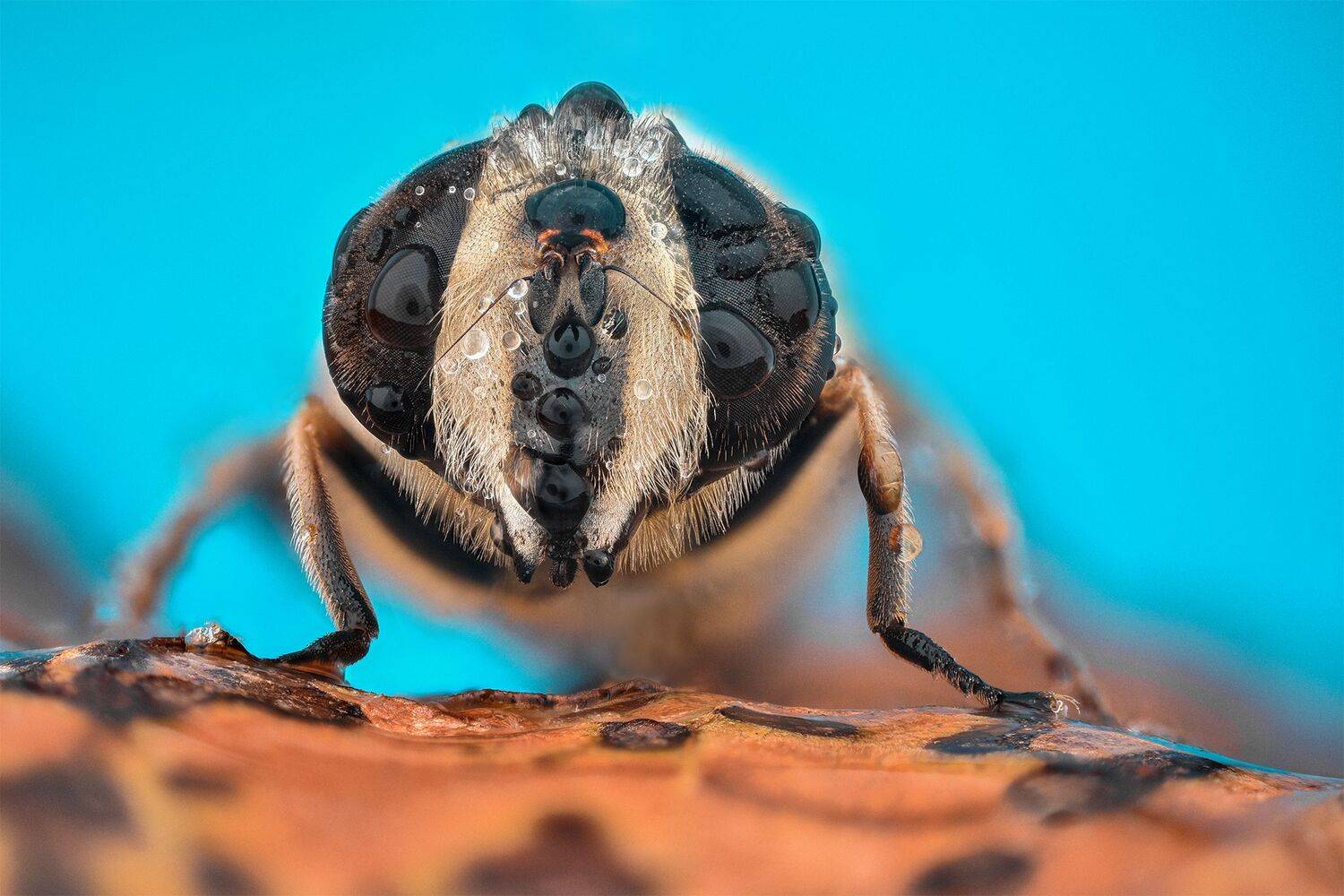 ceclii, nikon d5600,macro,lomo3.7, Tsvetan Ganev