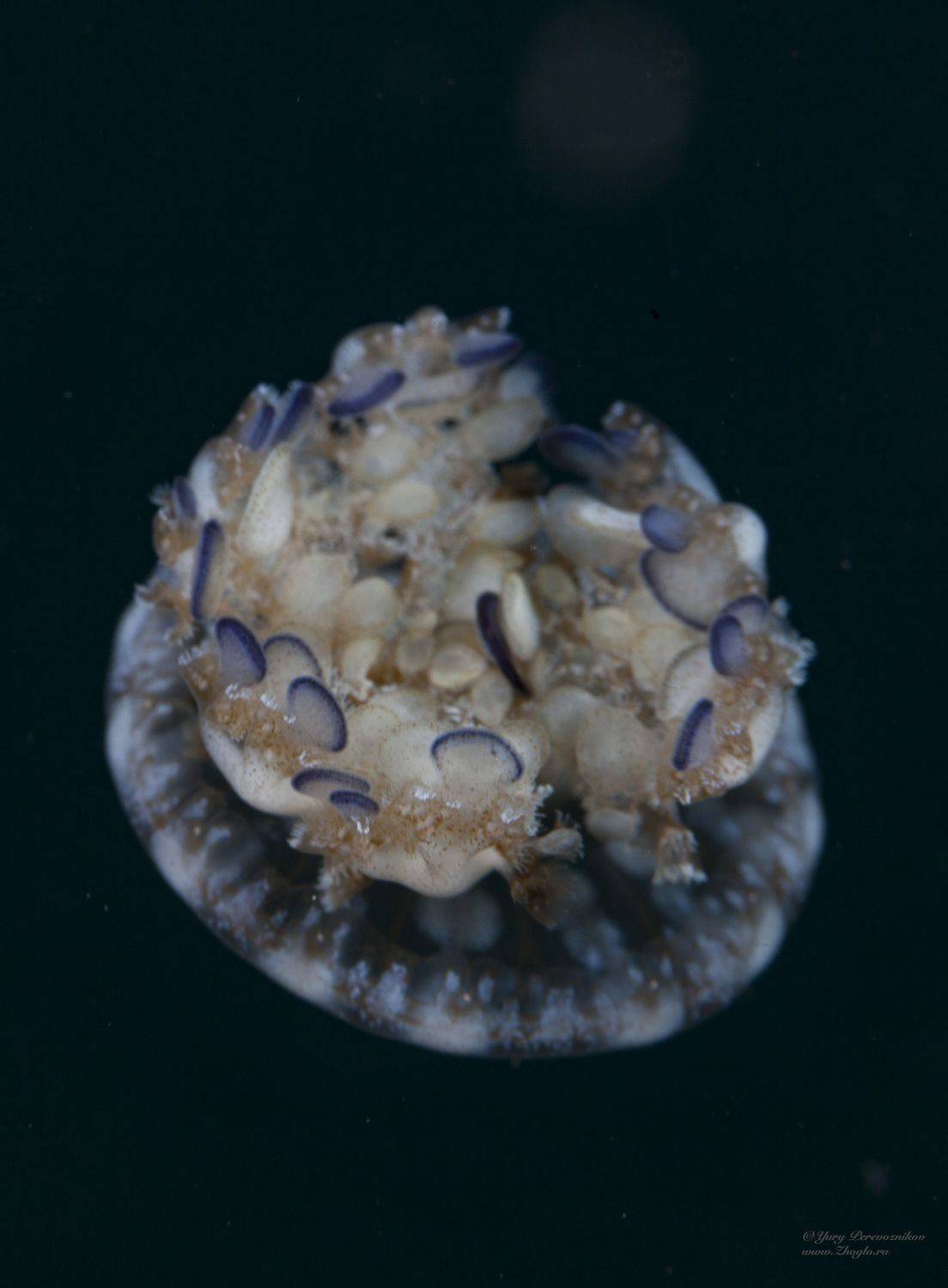 подводное фото подводный мир хургада египет жогло zhoglo красное море, Юрий Перевозников