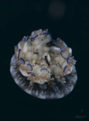 маленькая медуза