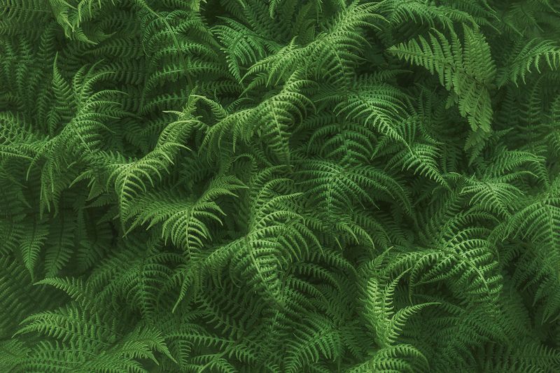 Jam фото превью