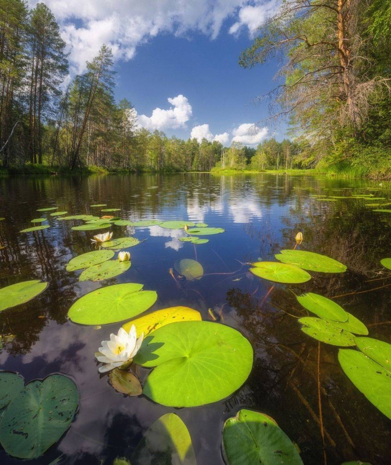 , Устюжанин Михаил