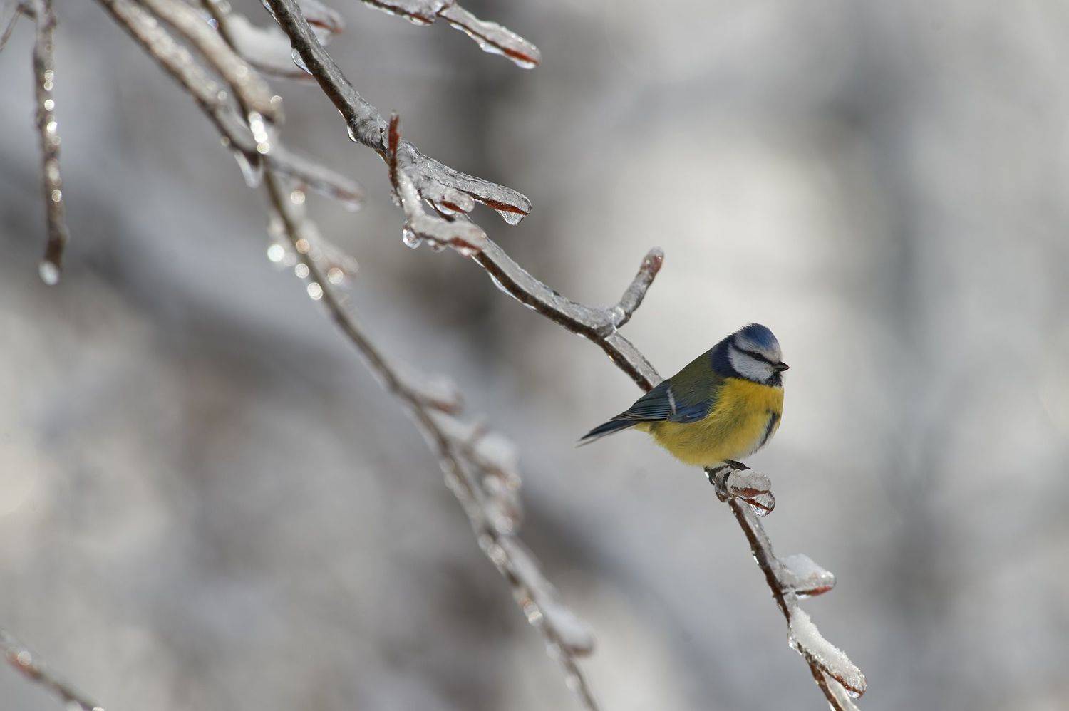 nature, wildlife, birds, Калин Ботев