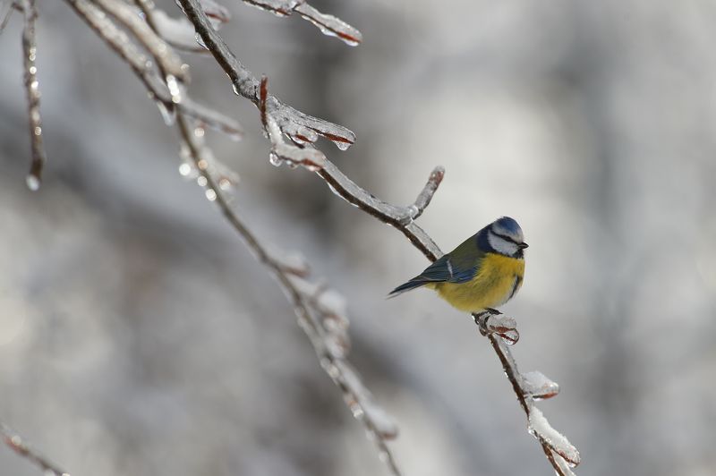 nature, wildlife, birds *** фото превью