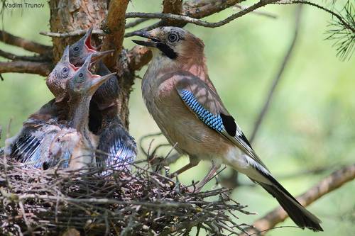 Пять голодных ртов