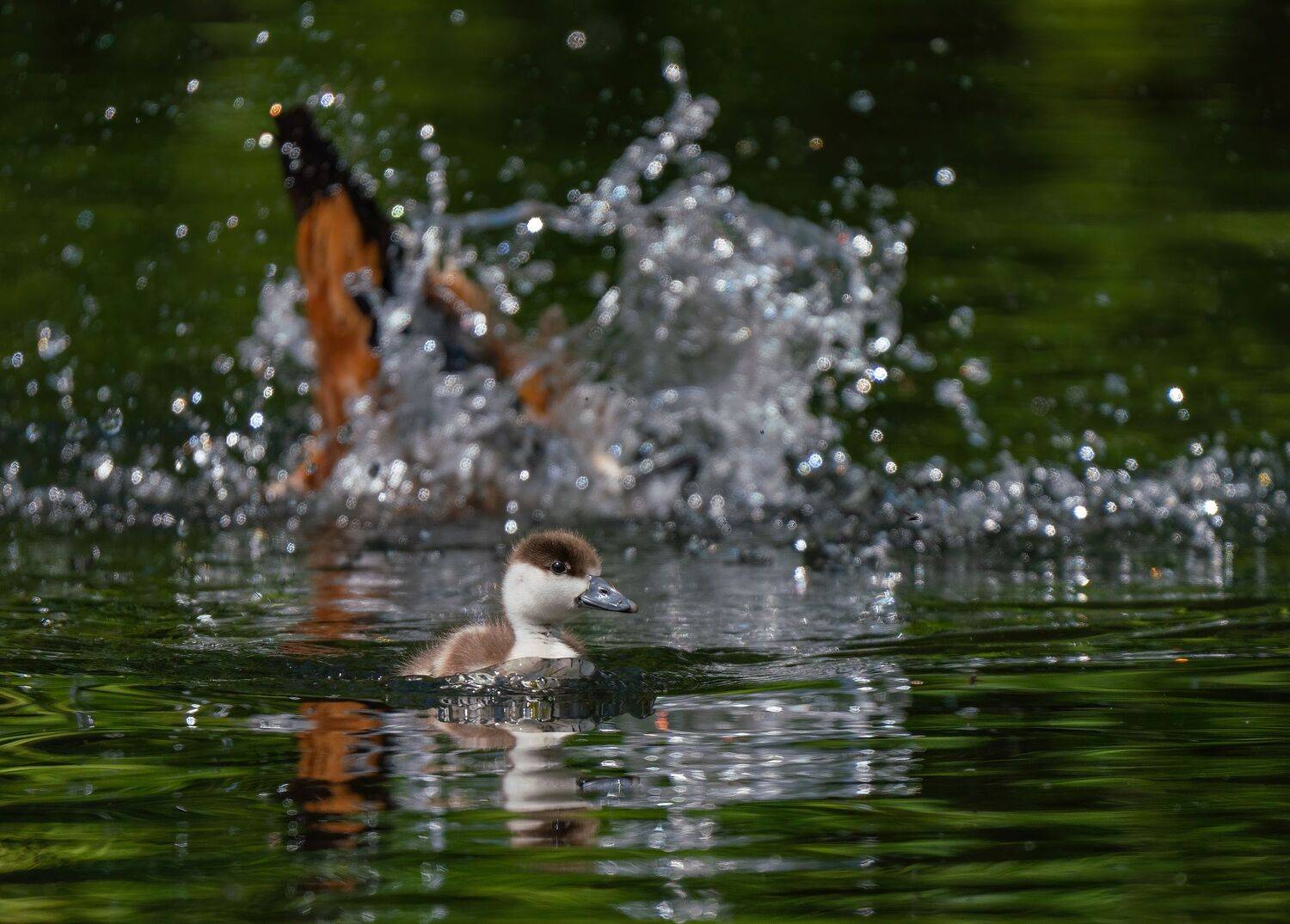 , Константин Дэм