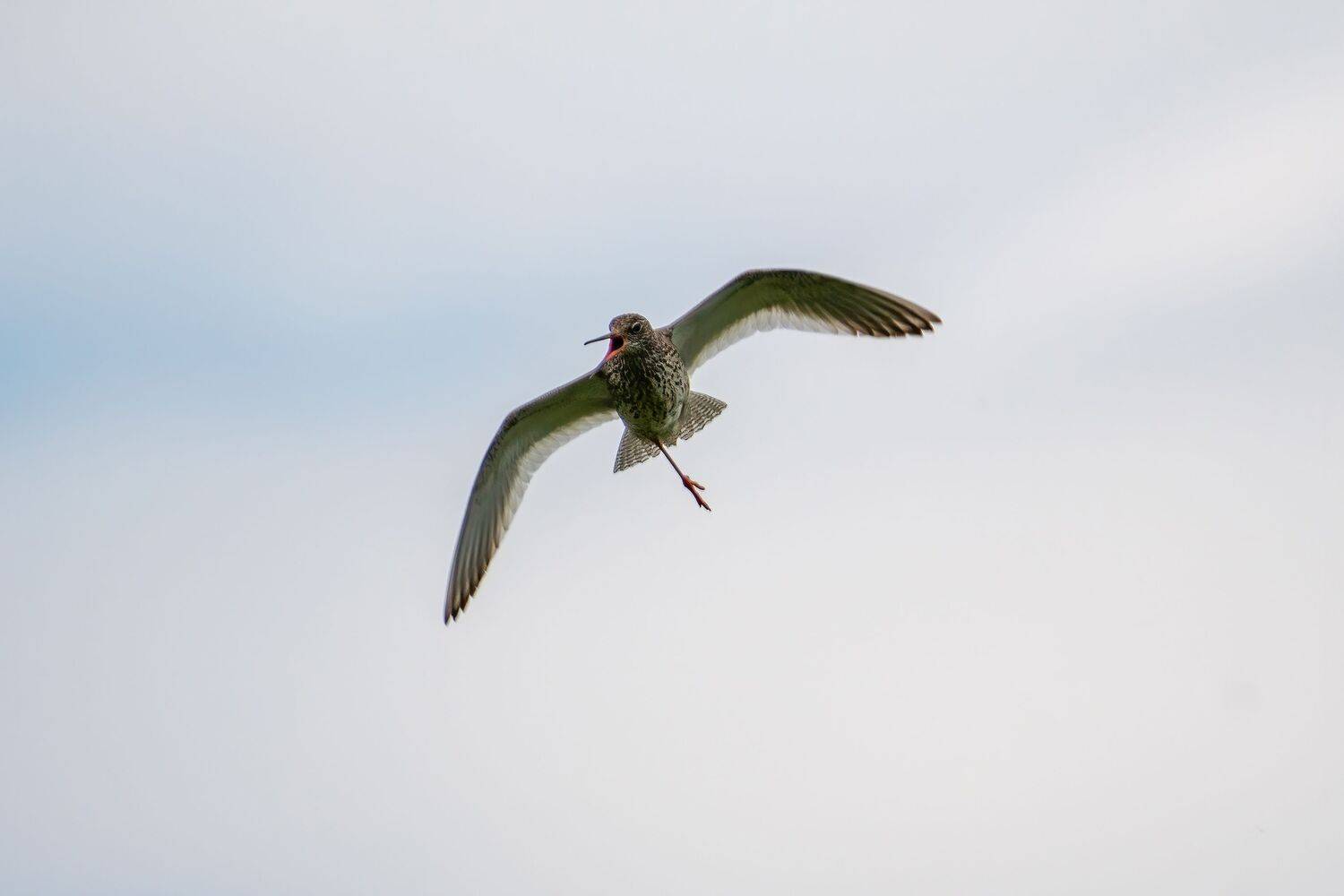 , Константин Дэм