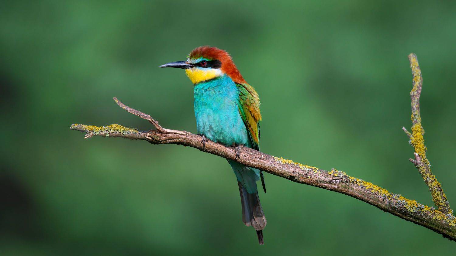 wildlife, Alexander Plekhanov