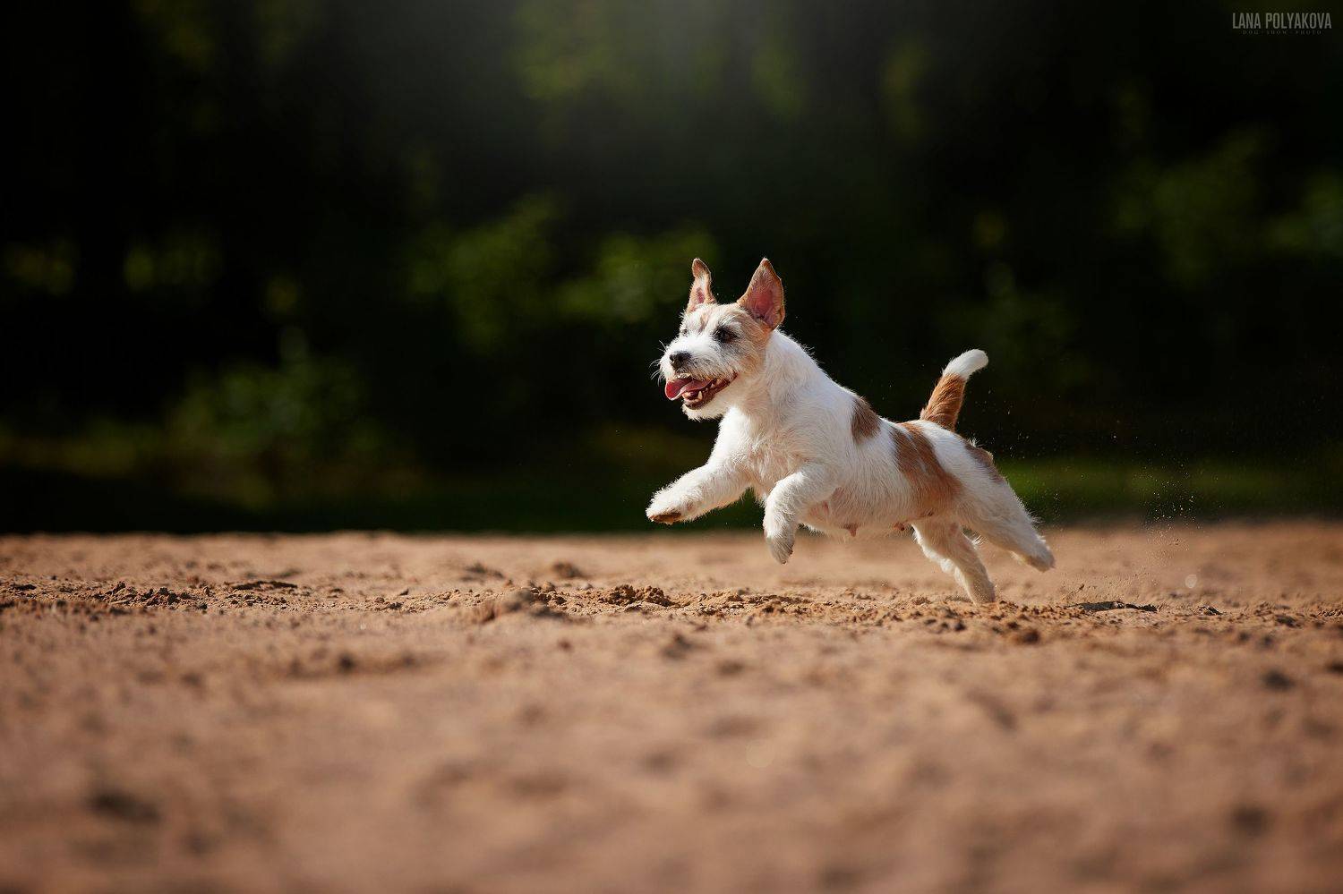 собака, пляж, дрт, джек-рассел терьер, Лана Полякова